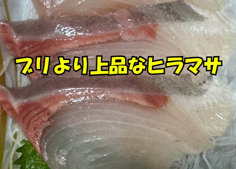 ヒラマサの特徴と魅力 〜ブリより上品な味わい〜。釣太郎