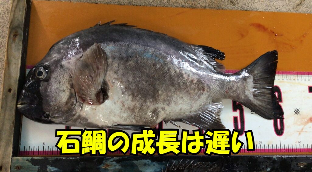 30cmのイシダイは、約4年の歳月。50cmのクチグロは、約10年の歳月。写真の60cmオーバーのイシダイは、15年以上もの長い年月を荒磯で過ごしてきた「生きた証」釣太郎