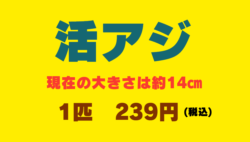 現在の活アジは約１４㎝。やや小さ目ですがヤエン釣りにも使えます。のませ、ウキ釣りには最適サイズ。釣太郎