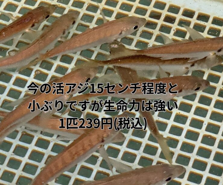 今販売中の活アジは約15センチと小ぶりです。ヤエン釣りもできますが、やや力強さに掛けます。アオリイカのウキ釣りやのませ釣りには最適サイズ。1匹239円(税込)釣太郎