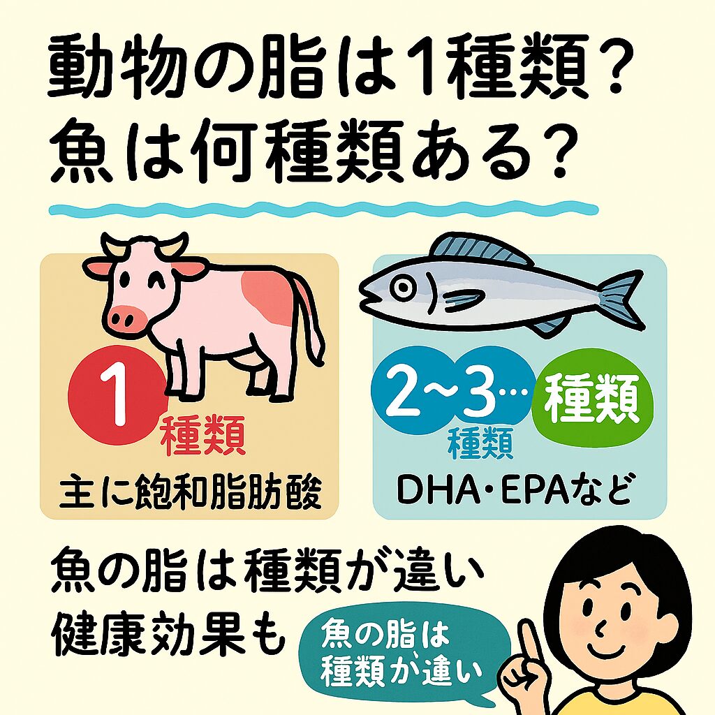 脂と聞くと「太る」「体に悪い」といったイメージを持つ方も多いですが、脂質は私たちの体にとって欠かせない栄養素です。特に魚の脂は、動物性脂肪とはまったく異なる性質を持ち、種類も豊富で健康効果が高いことで注目されています。釣太郎