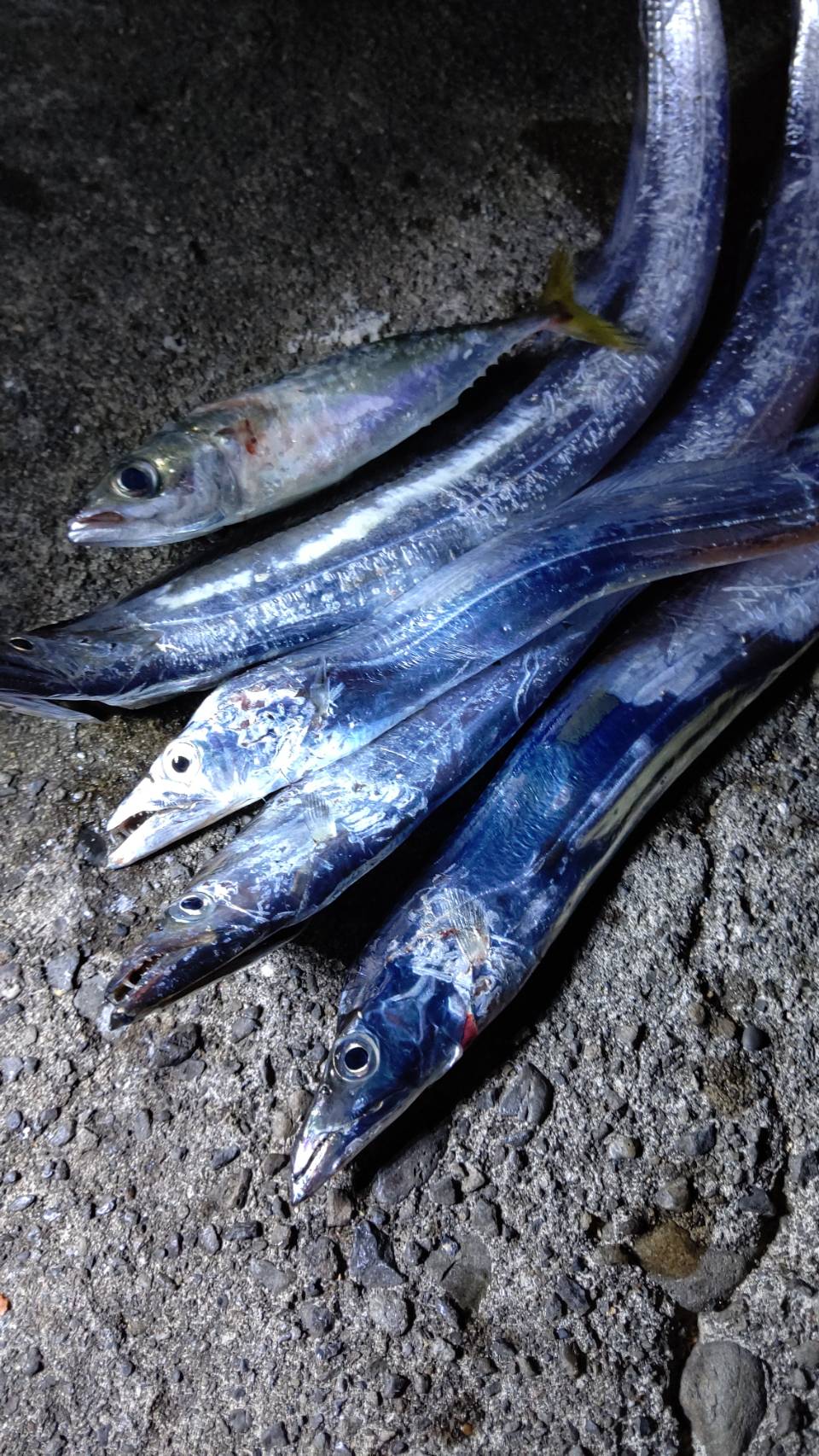南紀はそろそろ太刀魚釣りシーズンインです。釣太郎