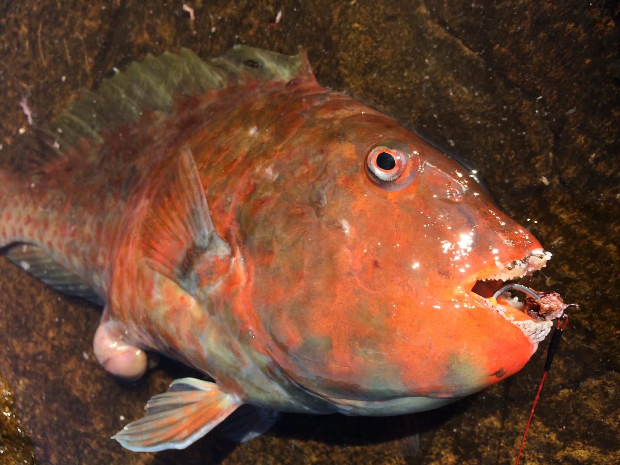 イガミ多いようです。エサは冷凍ホンダワラ、沖アミ、海産海老。釣太郎