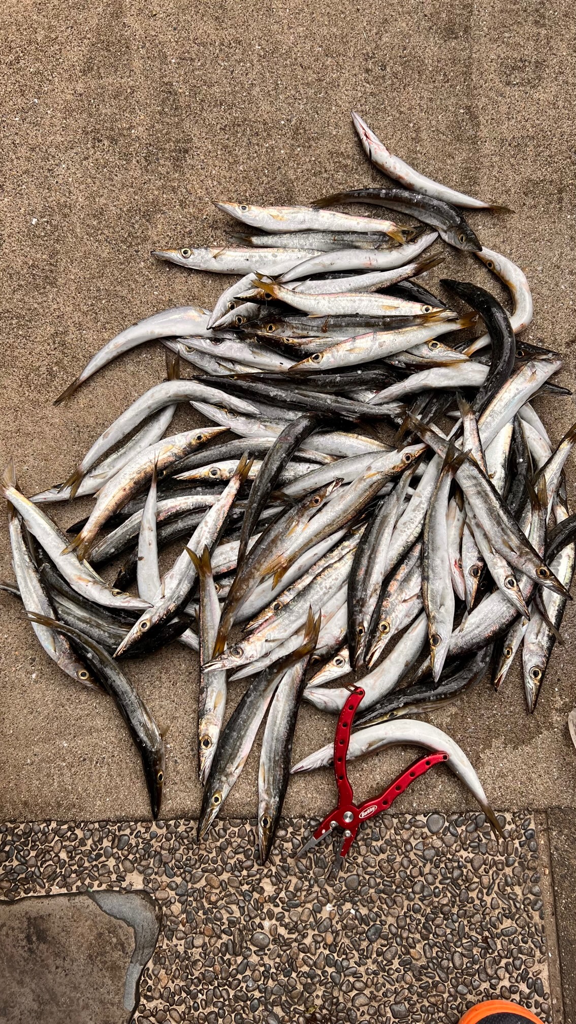 カマス釣りの時合いは短く５分で終わる時も。 長ければ入れ食い状態が続きますが、これは運だより。釣太郎