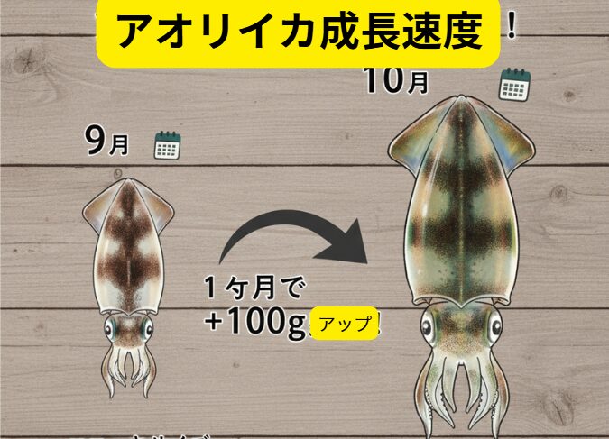 アオリイカの新子は、好条件が揃えば1ヶ月で約100g、胴長にして約2〜3cmも成長すると言われています。 9月: 胴長10cm前後 / 50〜100g。10月: 胴長15cm前後 / 200〜300g。11月: 胴長18cm前後 / 400〜500g。釣太郎