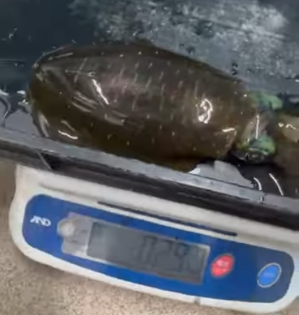 釣太郎みなべ店で生きているアオリイカ見れます。只今展示飼育中。