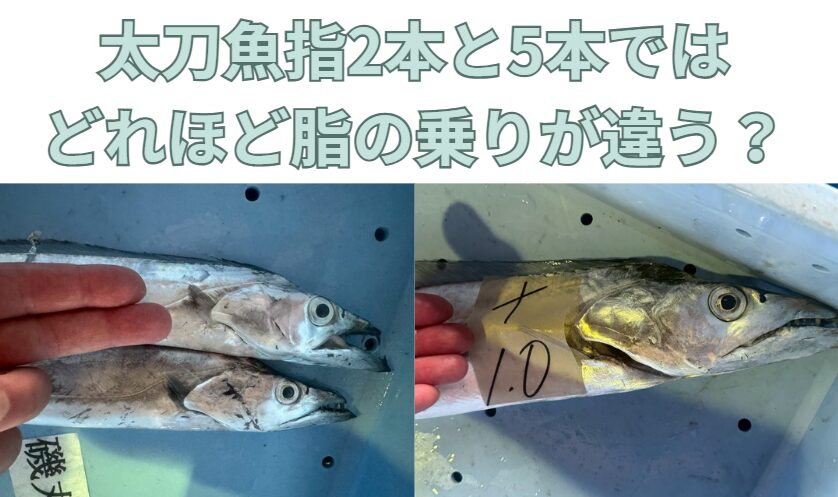 タチウオの価値は、長さよりも「幅」にあり 今回のAIによる分析をまとめます。指4本以上のタチウオは、指2本に比べて脂肪率が2～3倍高く、トロにも匹敵する。豊富な脂と旨味成分が相乗効果を生み、濃厚なコクと甘み、とろける食感を実現する。釣太郎