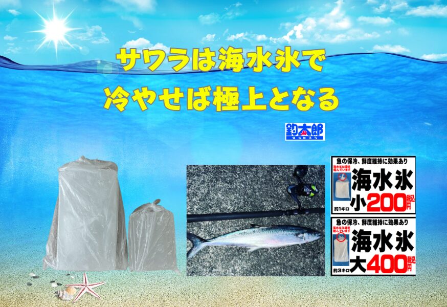サワラを最高の状態で味わうためには、海水氷の使用が絶対的に推奨されます。釣太郎