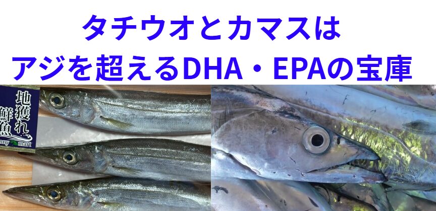 タチウオのDHA・EPA総量は、マアジの2倍以上という驚異的な数値です。釣太郎
