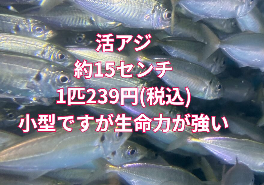 活アジ239円(税込)に値下げしました。約15センチ。釣太郎