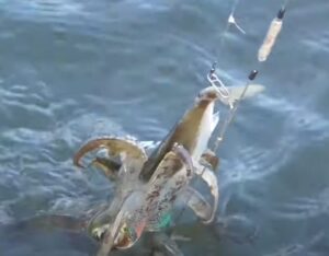 アオリイカのヤエン釣り成功率は、経験によって大きく差が出ます。・初心者：25〜35％・中級者：55〜70％・上級者：85〜95％釣太郎