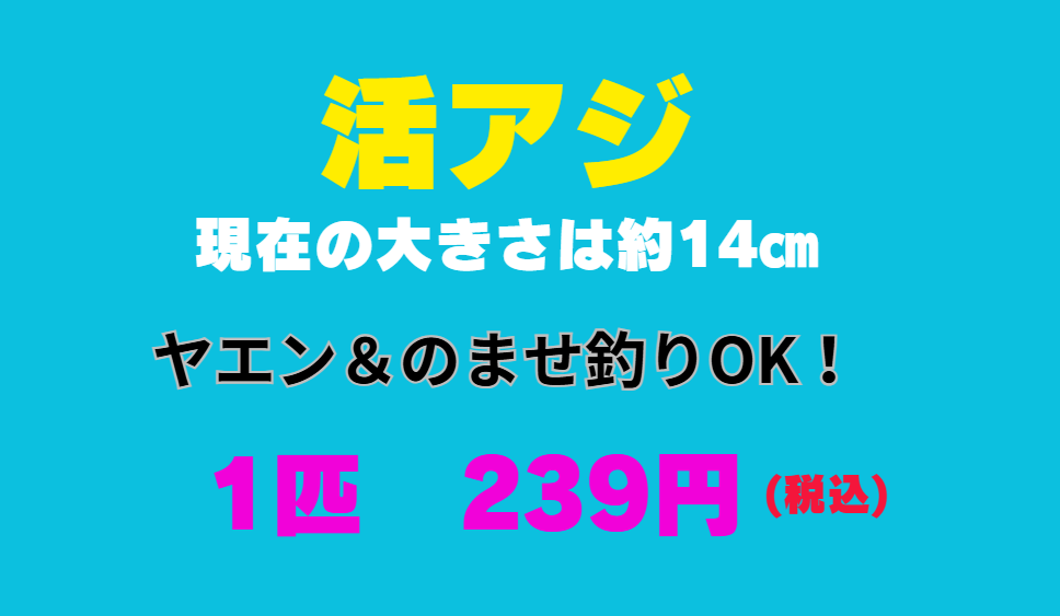 アオリイカ釣用活アジは約１４㎝。のませ釣りもOK.釣太郎