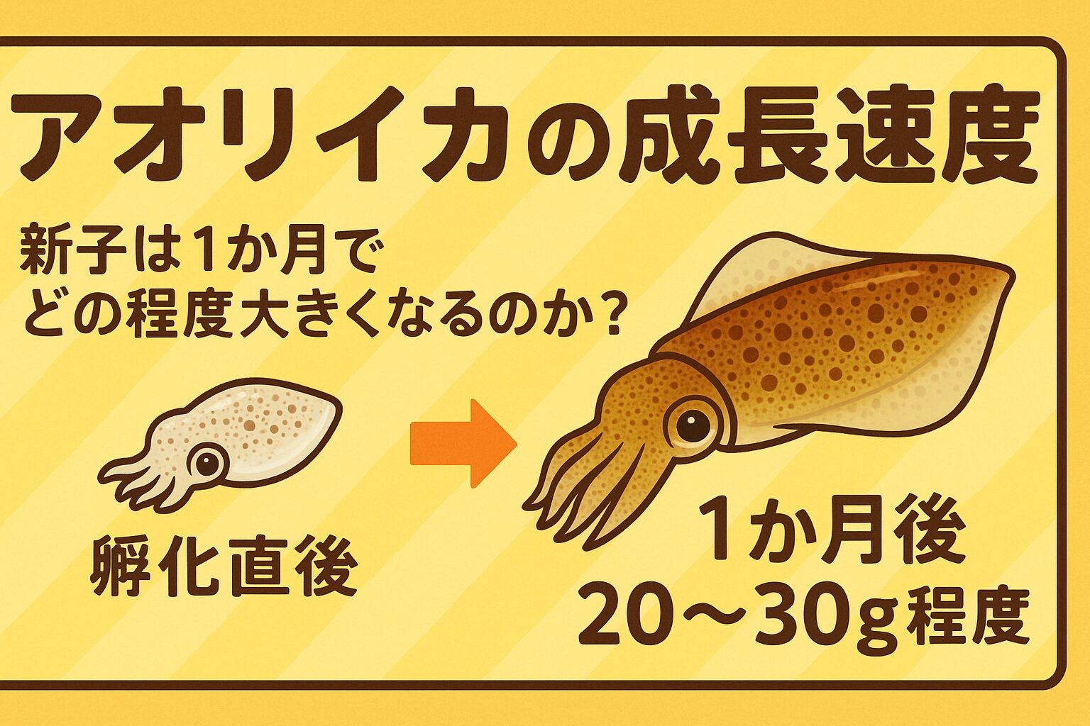 アオリイカ、孵化直後～1か月では、約20〜30gの重量、胴長で数センチ（おそらく5–10 cm未満）が成長目安。 この成長ペースは環境条件（とくに水温・餌の豊かさ）に大きく依存する。釣太郎