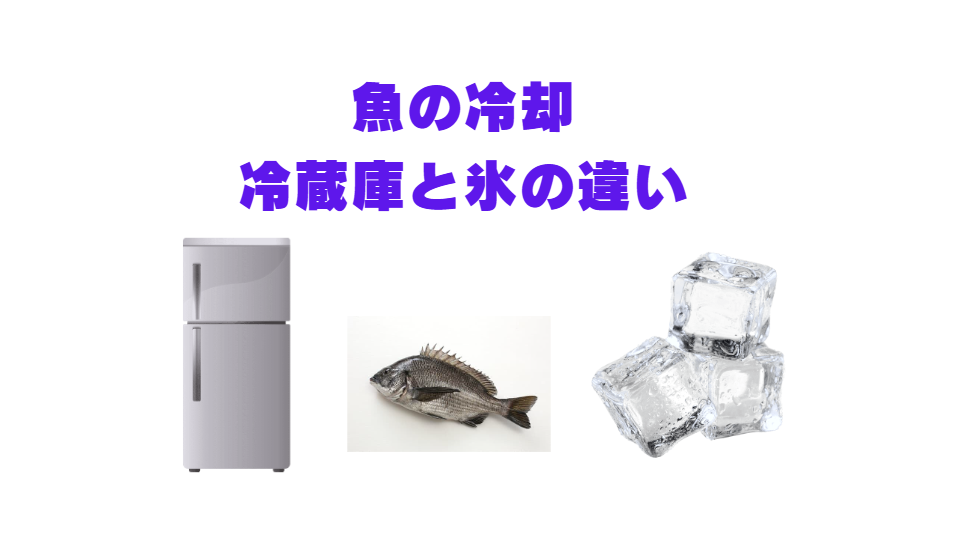 「氷」と「冷蔵庫」は、似ているようで全く役割が異なります。 氷(特に潮氷):魚の鮮度を「ロック」するための、最強の急速冷却ツール。冷蔵庫:急速冷却した魚を「乾燥」から守りつつ、低温で「熟成」させるための保存庫。 釣った魚も、買ってきた魚も、まずは「氷」でしっかり冷やし、その後「冷蔵庫」で適切に保存する。この一手間が、魚の味を劇的に変えるのです。釣太郎