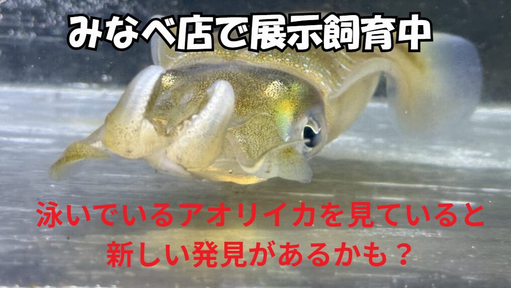 釣太郎みなべ店で飼育しているアオリイカ。アオリイカの泳ぎを観察することで、釣果に直結する“行動の意味”が見えてくる。