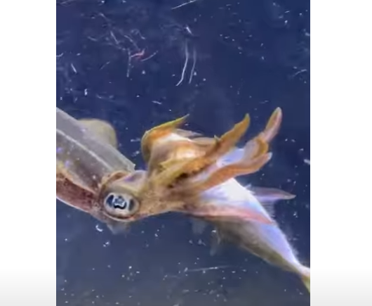 触腕を絡ませながら活アジを抑え込み、脊髄から食べるアオリイカ。釣太郎