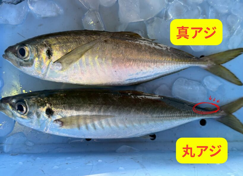 釣り人が教える真アジと丸アジの見分け方｜見た目・味・身質の違いを徹底解説！釣太郎