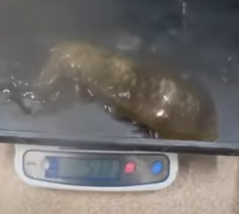 今シーズン初のアオリイカ500ｇUP.釣太郎みなべ店で展示飼育しています。見に来てください。