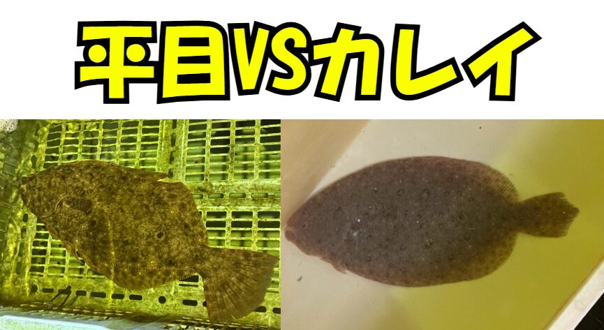 覚え方のコツは「左ヒラメに右カレイ」 腹側（白い方）を手前に置いたとき、目が左側に来るのがヒラメ、右側に来るのがカレイです。これが最も簡単な見分け方です。釣太郎