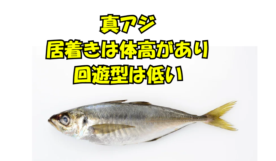 マアジは、大きく分けて沿岸の岩礁などに定住する「居着き型」と、沖合を広範囲に泳ぎ回る「回遊型」の2つのタイプが存在します。釣太郎