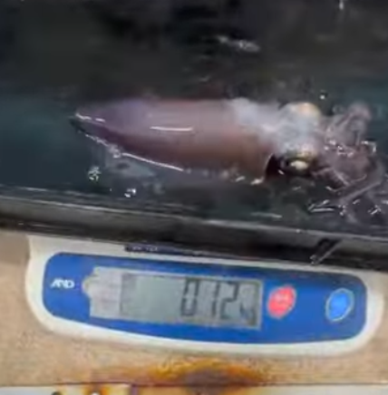 今日2杯目のアオリイカは130g。水槽で飼育し大きくします。10月14日火曜日のヤエン釣り。釣太郎