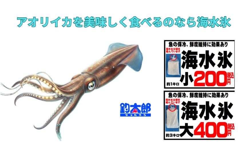 釣ったアオリイカ、釣太郎の「海水氷」で最高の状態をキープ!