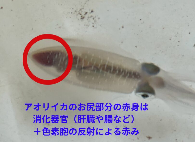 アオリイカのお尻が赤いのは、内臓や色素細胞が透けて見えている現象。血ではなく、生きている証のようなものです。透明度の高いアオリイカならではの特徴といえるでしょう。釣太郎