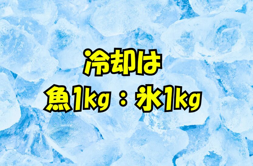 魚冷却、基本は「魚1kg：氷1kg」の黄金比。冷却効果を最大化する「潮氷」を活用する。持ち帰る際は水を抜き、氷焼けを防ぐ。釣太郎