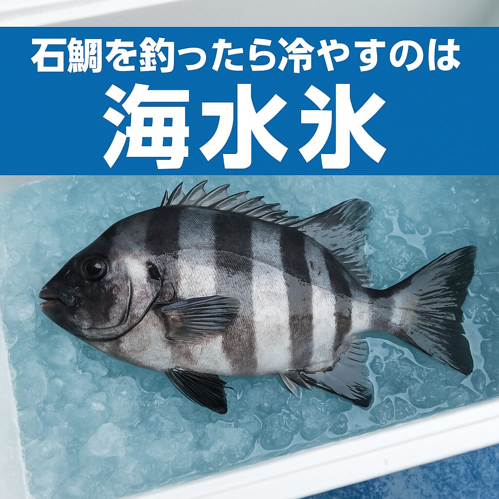 石鯛は「真水氷」で冷やすと身が崩れ、旨味が逃げる。 一方「海水氷」は体液と同じ塩分濃度で、細胞を守りながら冷却。 釣太郎の海水氷（3kg 400円）は、磯釣り師の間で定番の“鮮度キープアイテム”。