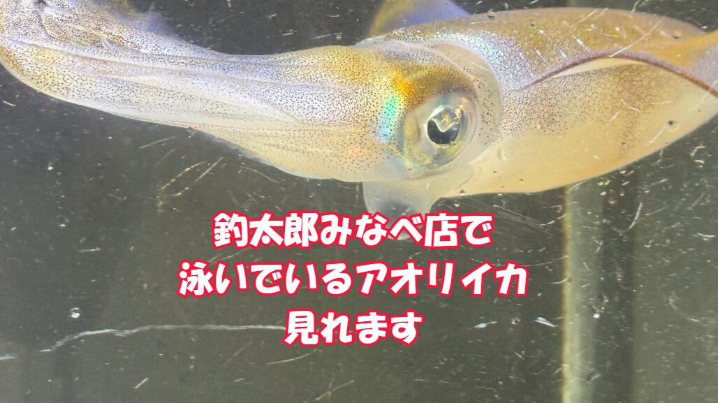 釣太郎だけがアオリイカを飼育できるのは、 本場・南紀の立地と海水くみ上げ式の水槽、 そして活けアジのエサ供給と期間限定展示という4つの条件を満たしているから。