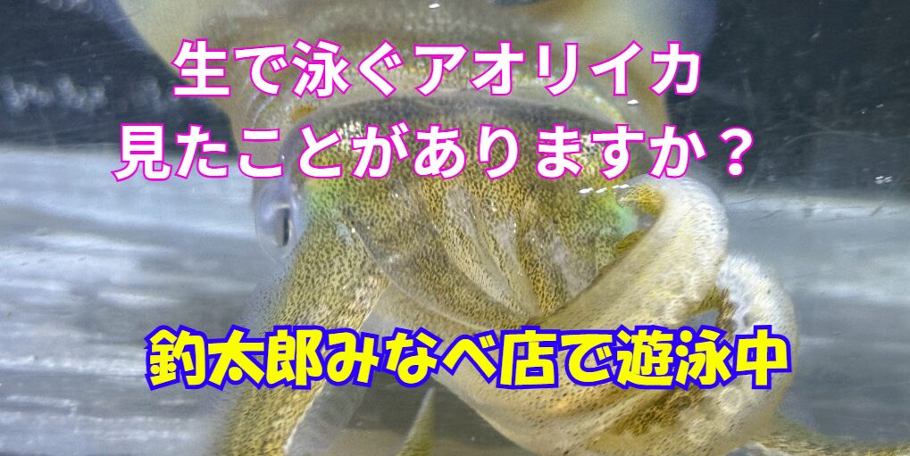水族館でも見られない「超レア」な展示 アオリイカの生体展示は、実は「全国的にも珍しい」取り組みです。 情報によれば、その繊細さから水族館でもほとんど取り扱われないほどレアな生物とされています。釣太郎みなべ店