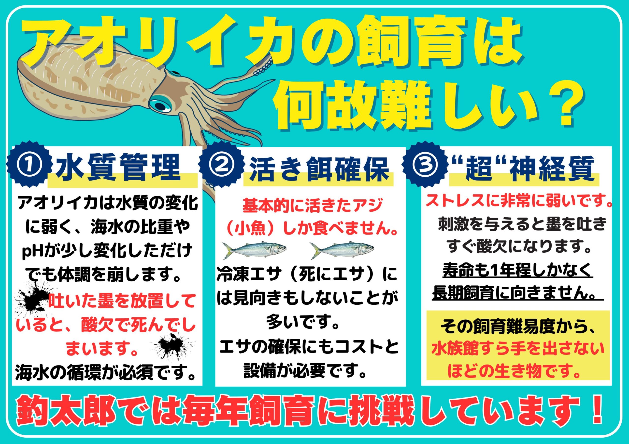 水族館の95%で展示されない理由!アオリイカ飼育の難しさを釣太郎みなべ店が突破した話【秋限定展示】