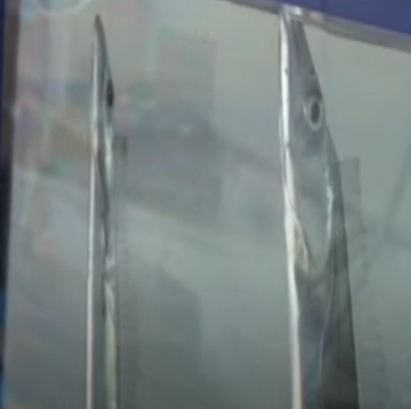 飼育は難しいタチウオ（太刀魚）。釣太郎