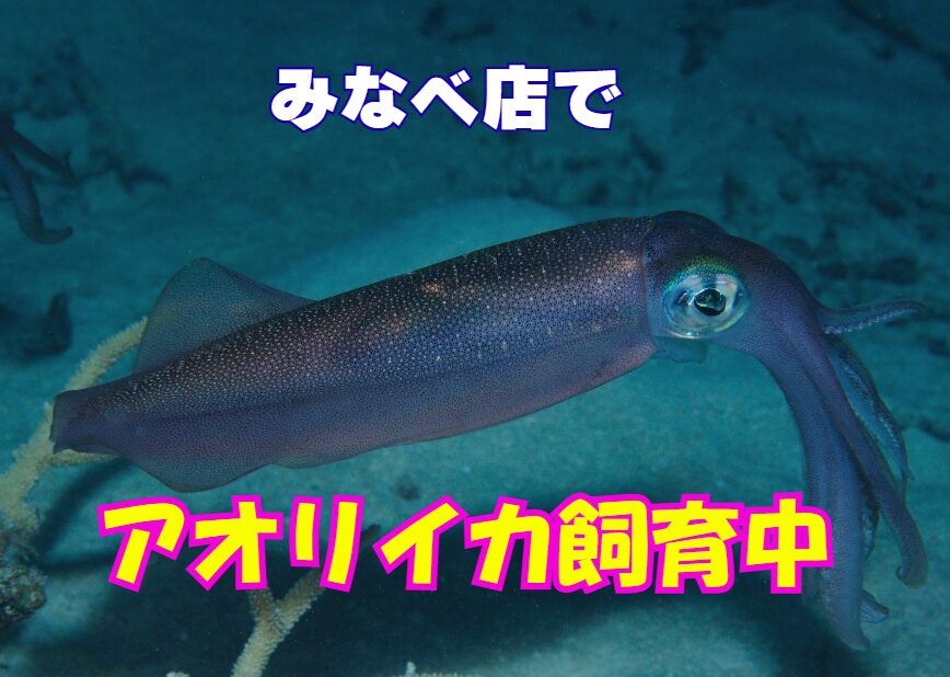釣太郎みなべ店で泳ぐ生きたアオリイカは、もはや単なる「展示」の域を超え、訪れる人々に感動と学びを与えてくれる、この地域の新たなシンボルとなっています。