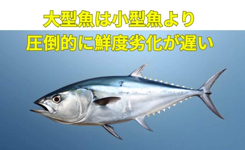 科学的に「大型魚は小型魚より鮮度劣化が遅い」は真実。理由は「体積/表面積の比率」「ATP総量」「内臓の割合」で数値的に説明できる。釣太郎