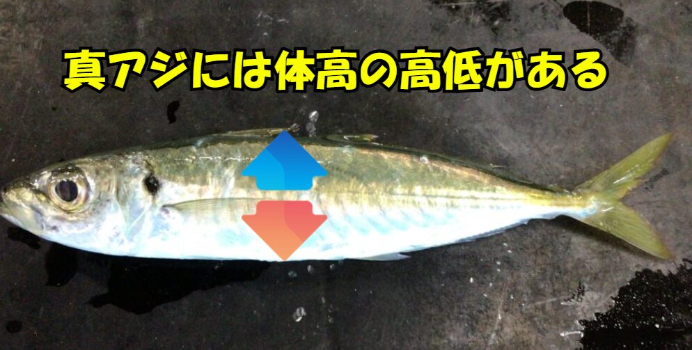 魚の体高差は、生活環境の違い → 岩礁域・沿岸に棲む魚は敵から身を隠すために体高が高く、側扁型（平べったい）になる傾向。 → 外洋を泳ぐ魚は流線型で体高が低く、長距離移動に適した形状。釣太郎