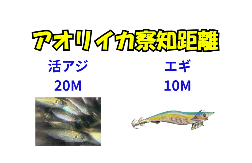 アオリイカ察知する距離、活アジ20M、エギ10m。釣太郎