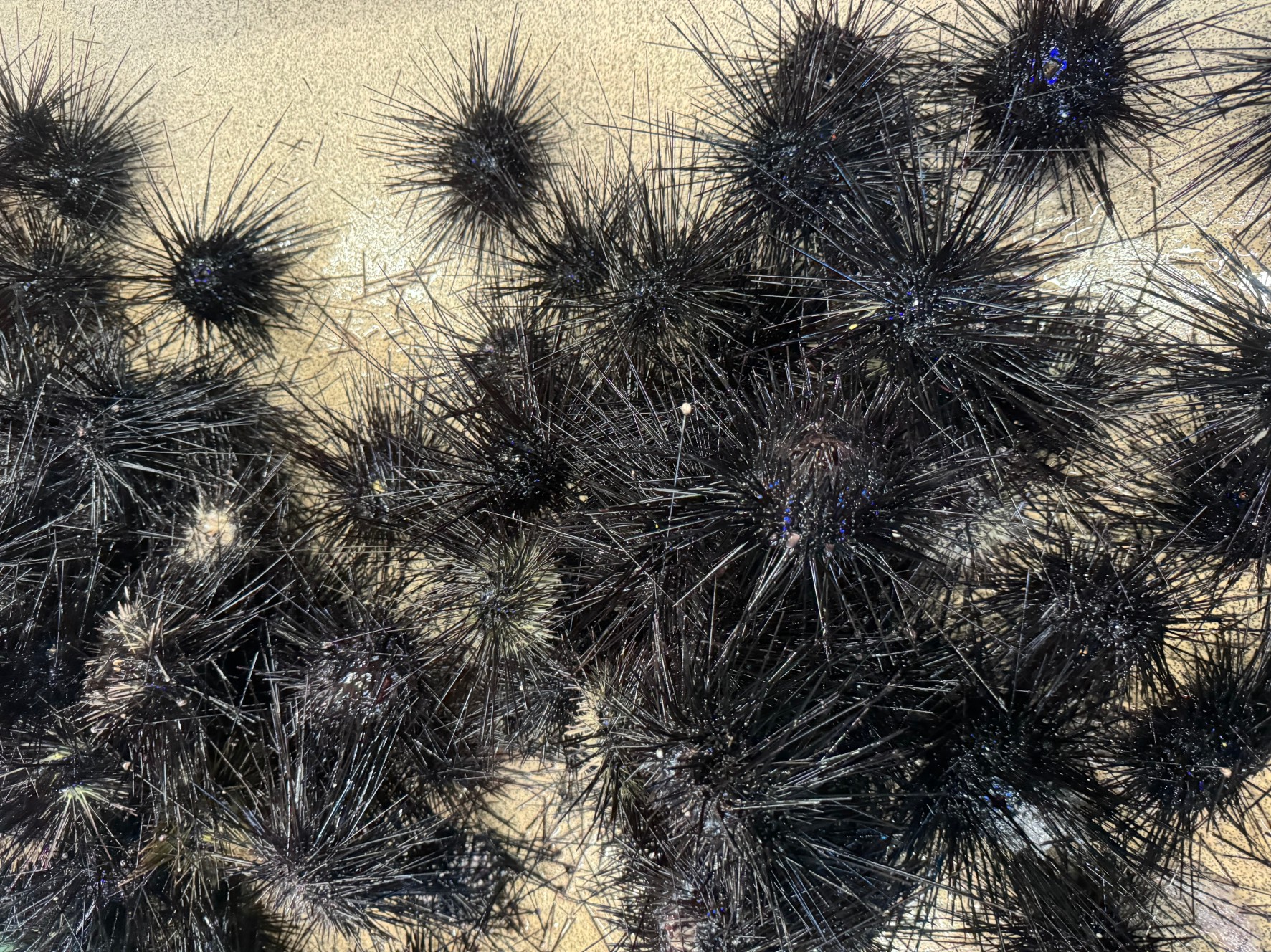 石鯛釣りえさのウニ在庫あります。釣太郎