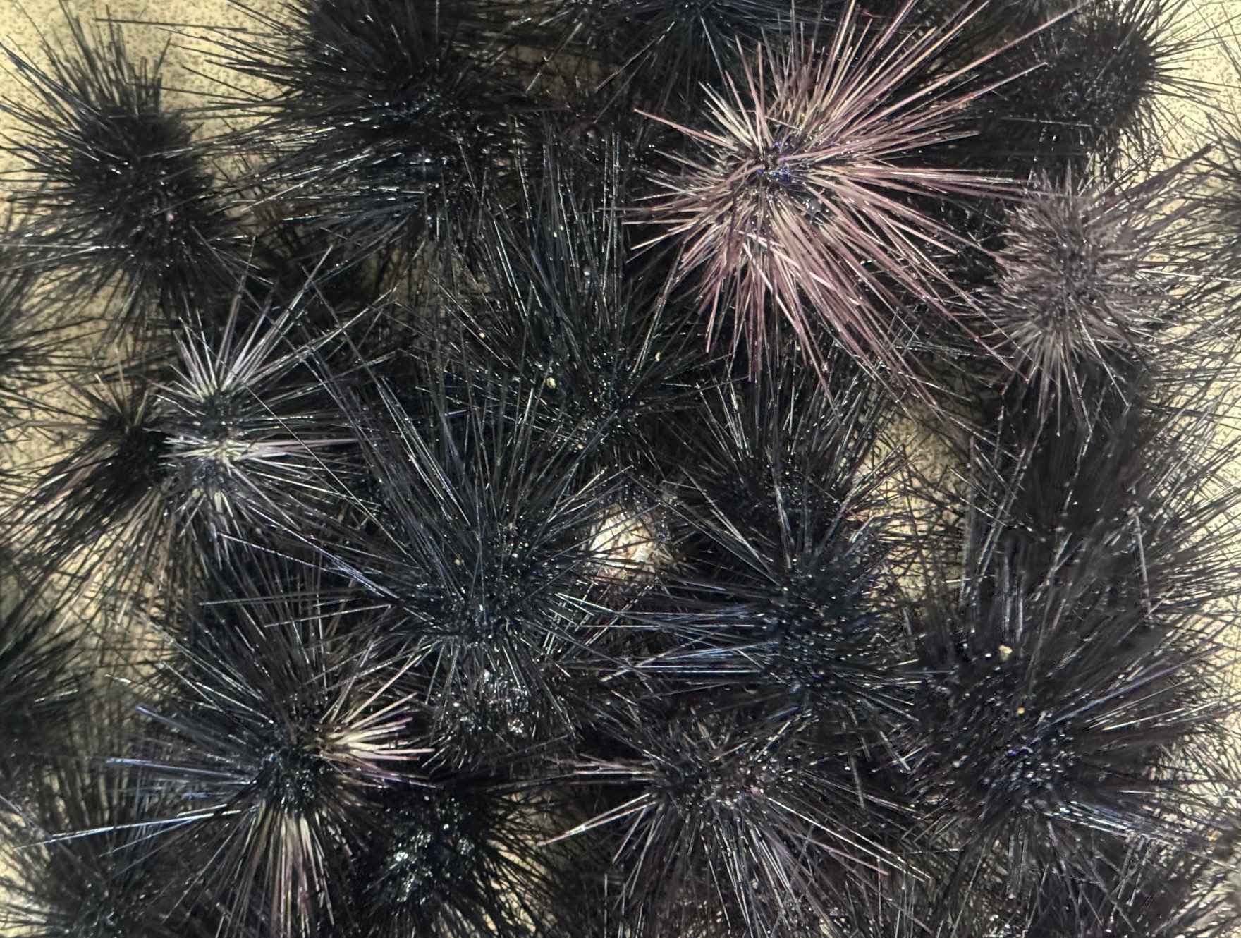 石鯛釣りエサ、ウニ在庫あります。釣太郎