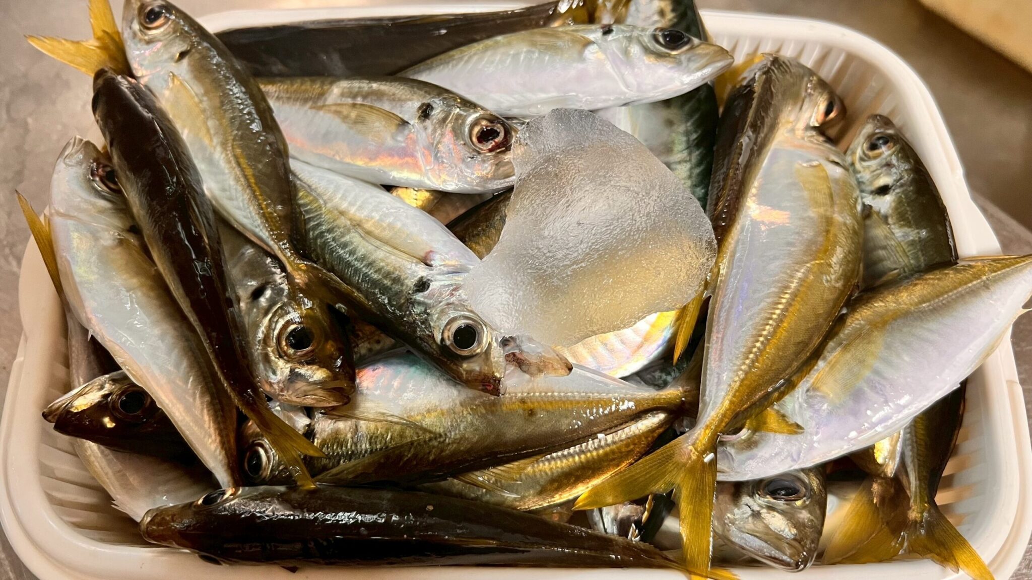 和歌山南紀で小アジ釣れ始めました。２０２５年１０月５日。釣太郎