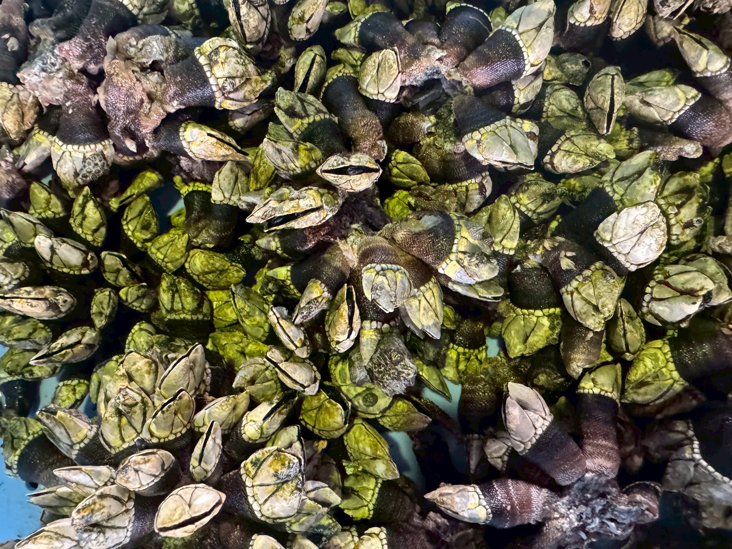 カメノテ（タカノツメ）は磯の宝石！濃厚な海の香りと最高の出汁が楽しめる郷土の味。釣太郎