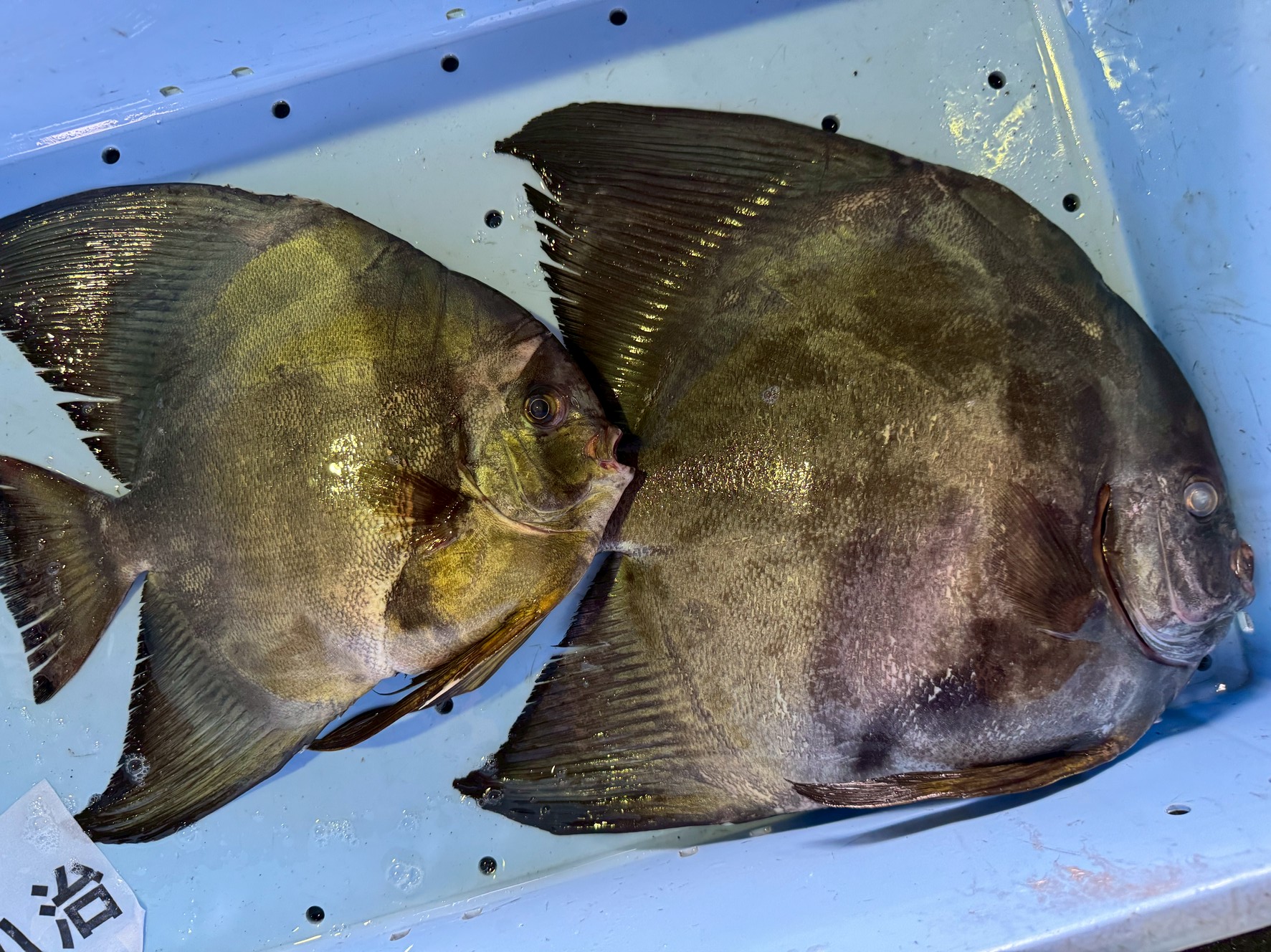 ナンヨウツバメウオ、釣ったこと、食べたことありますか。釣太郎
