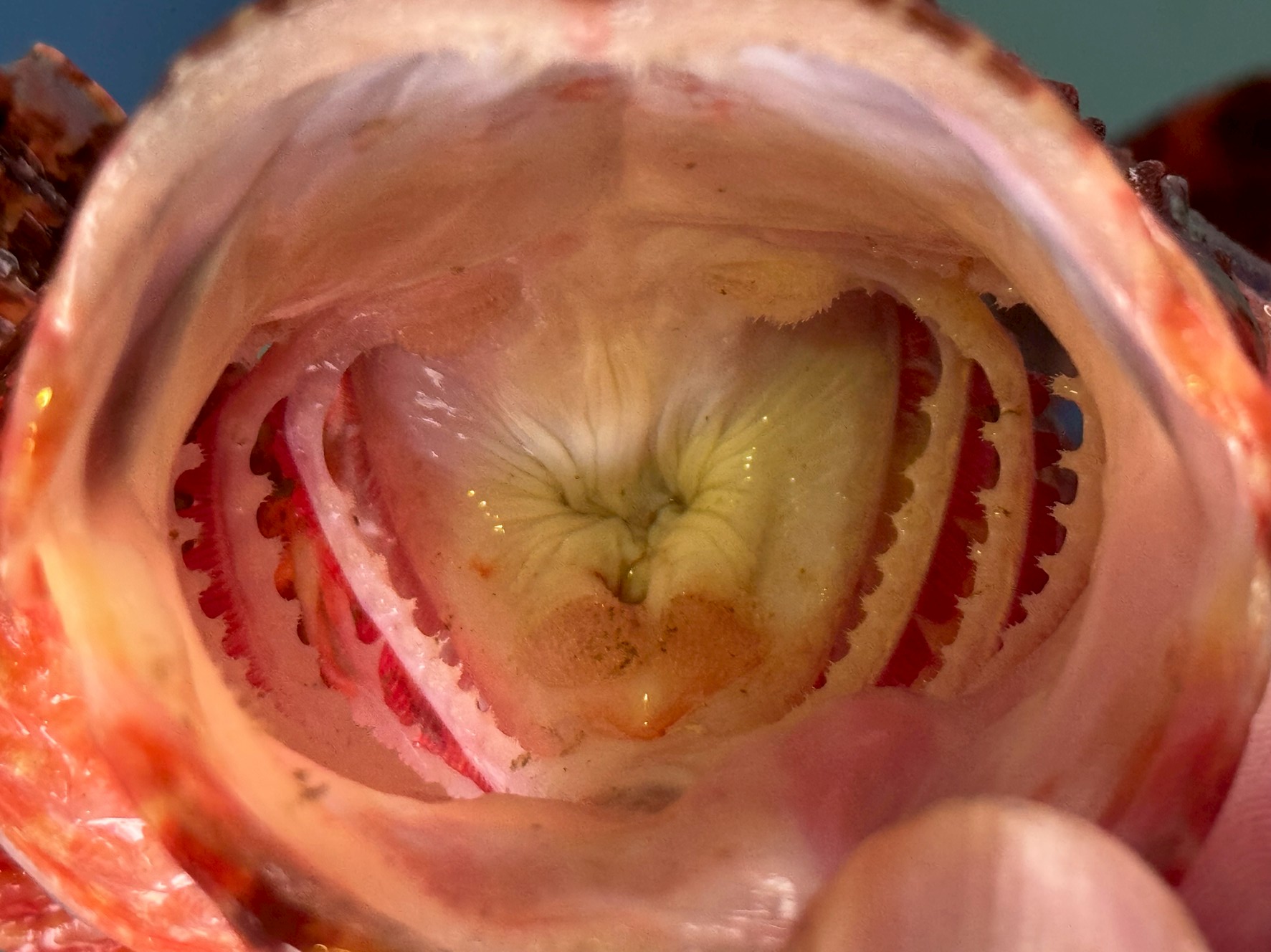 オニカサゴの口の中に潜む“吸引の起点”──喉奥の構造に迫る。釣太郎