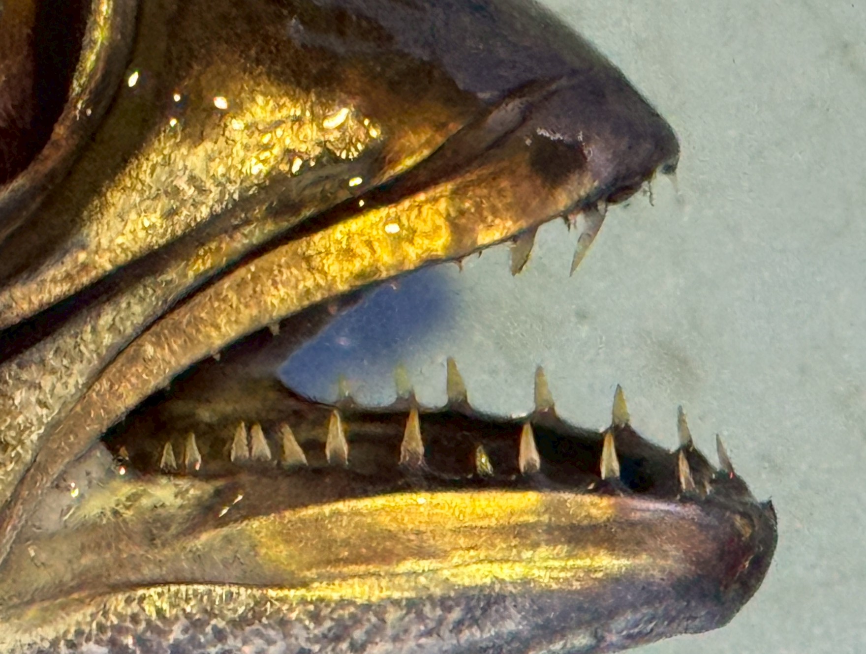 【閲覧注意】クロムツ の歯がヤバすぎる！まさに海のハンター、最強フィッシュイーターの証。釣太郎