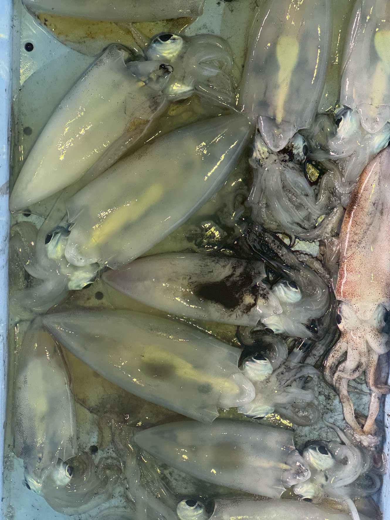 秋の南紀はアオリイカ新子釣り。釣太郎