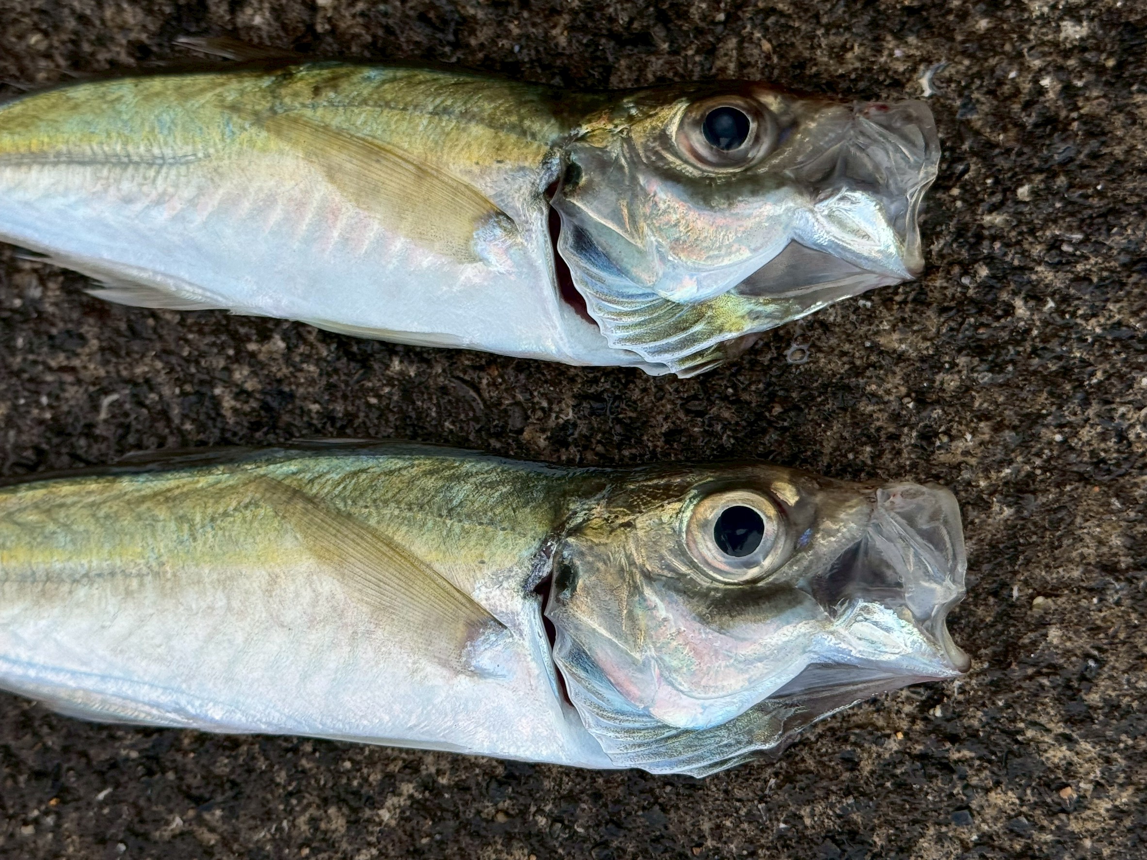 死んだアジが口を開けているのは、・筋肉の弛緩・圧力バランスの崩壊・最期の呼吸反射 という生理的な要因が重なった結果です。アオリイカヤエン釣り入門。釣太郎