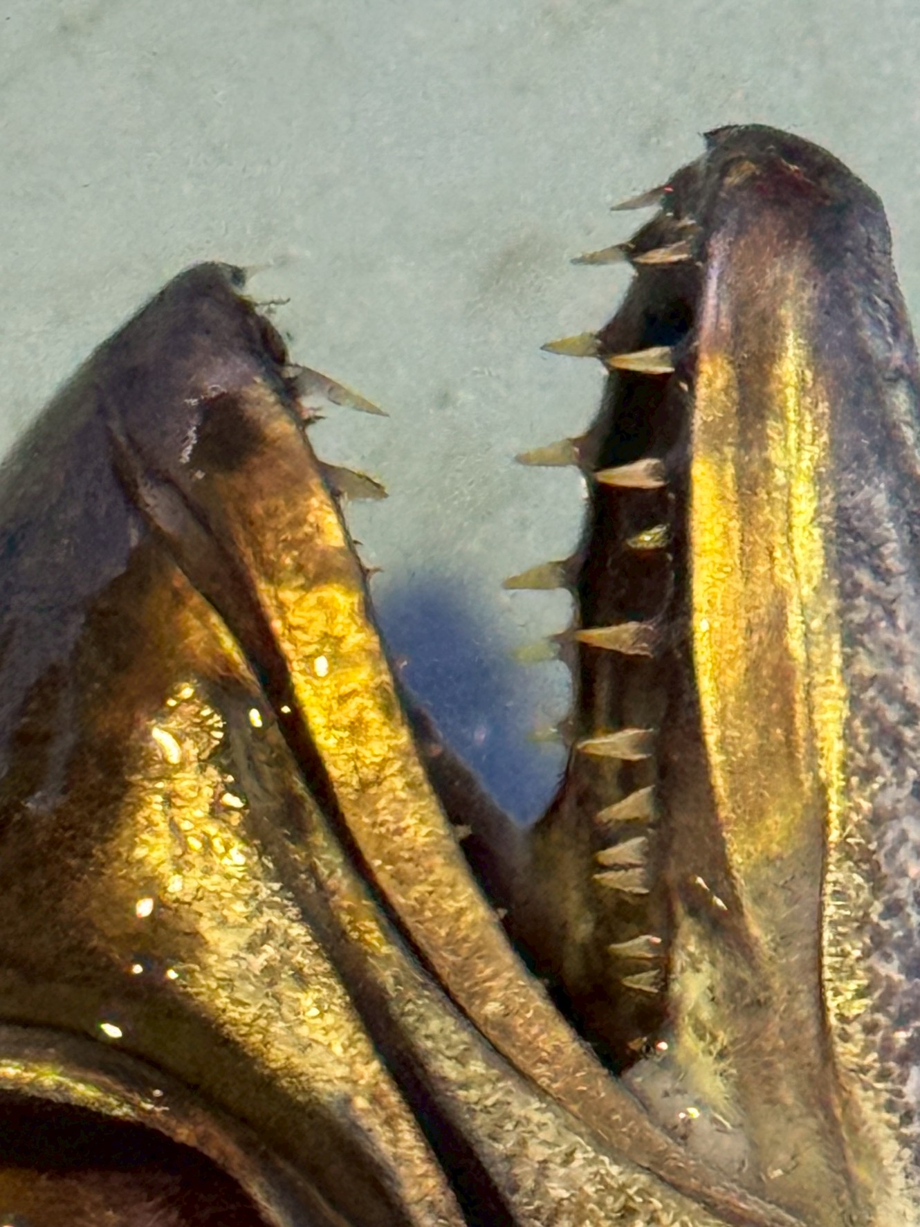 クロムツの鋭い歯が物語る“深海のハンター”としての生態と驚異の捕食力。釣太郎