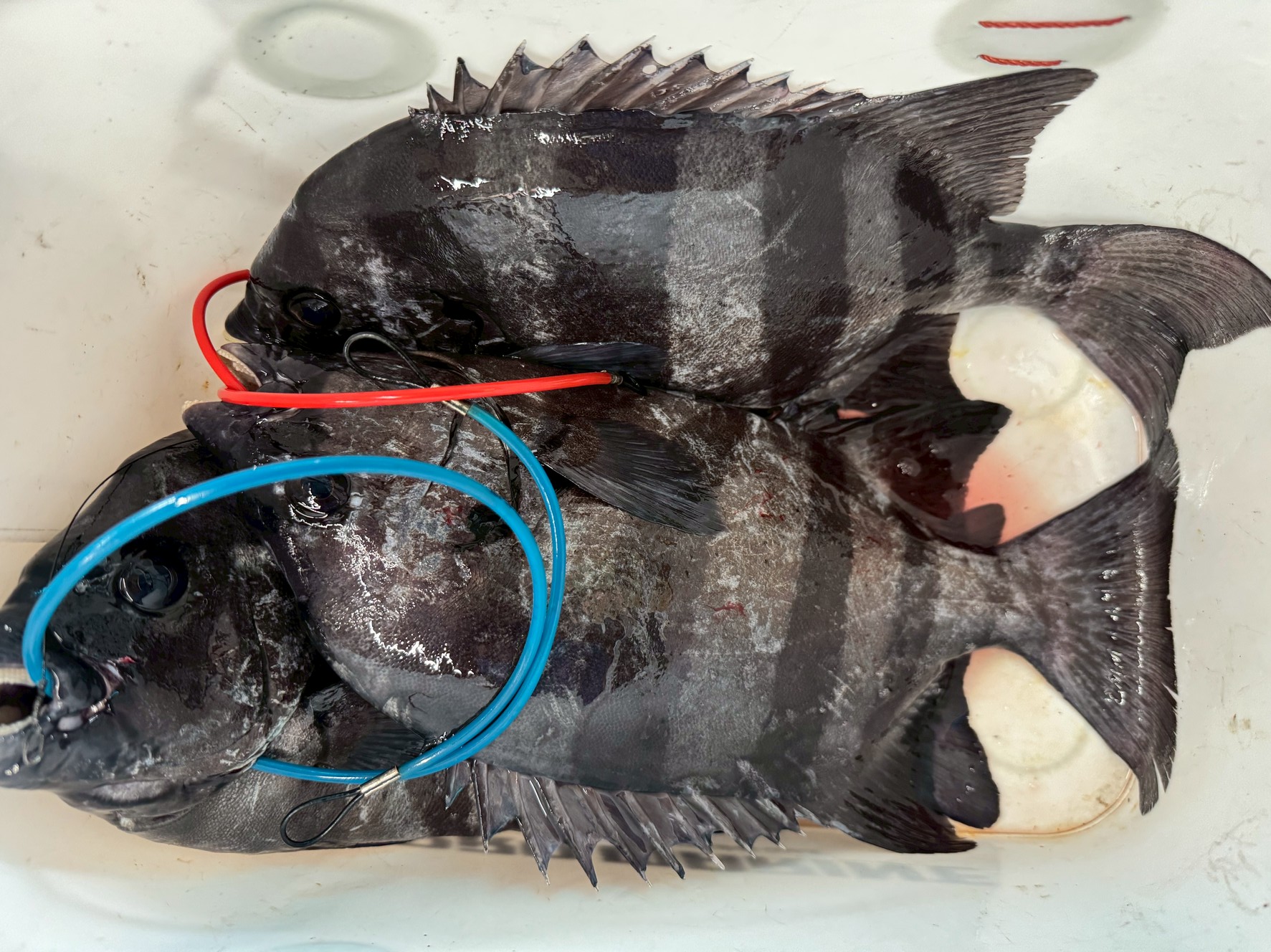 アオリイカだけでなく石鯛もよく釣れています。釣太郎