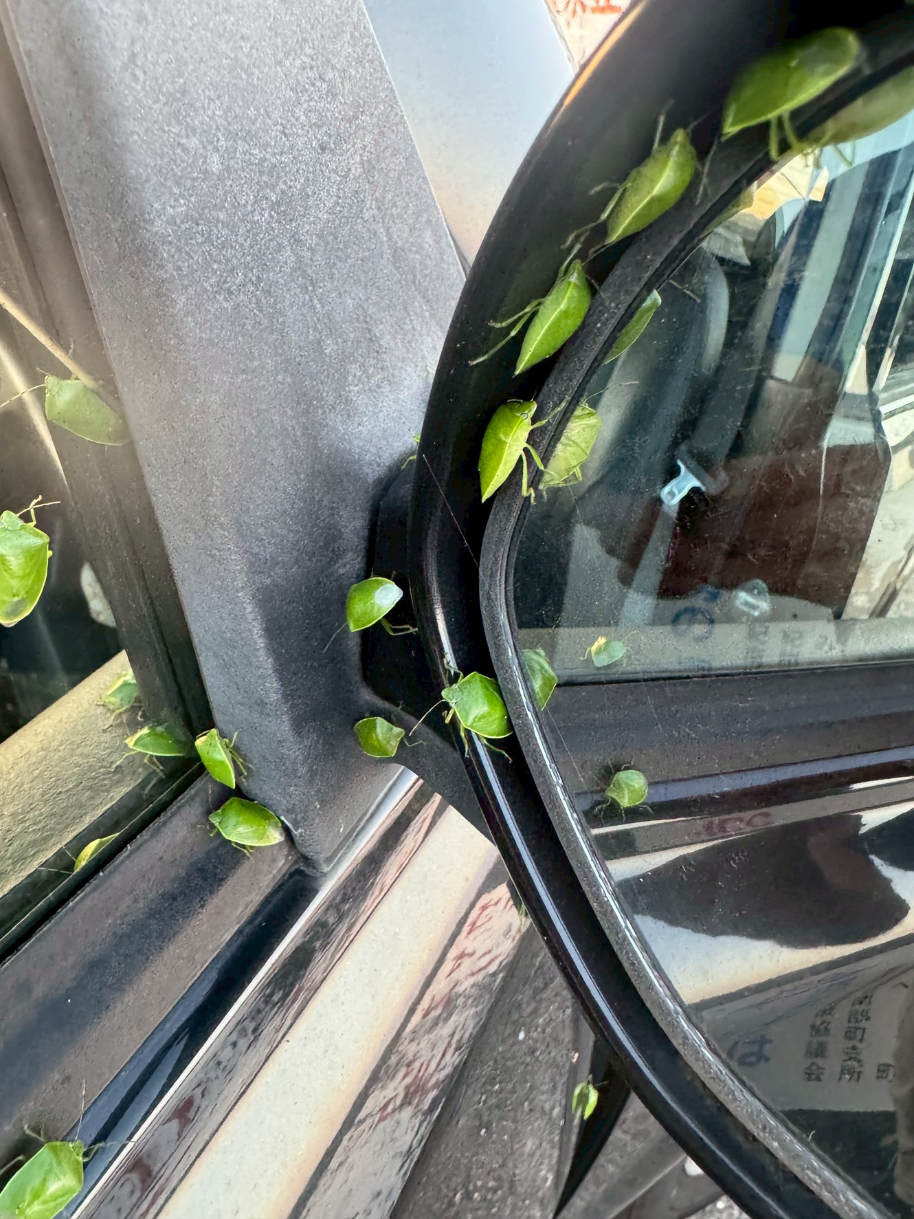 今年はカメムシ以上発生しています。ご注意下さい。釣太郎