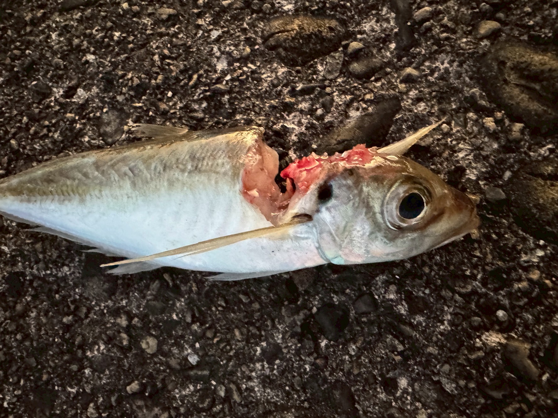 アオリイカがアジの首元を狙うのは、**「アジの抵抗を最も速く、かつ安全に奪うための、極めて合理的な行動」釣太郎